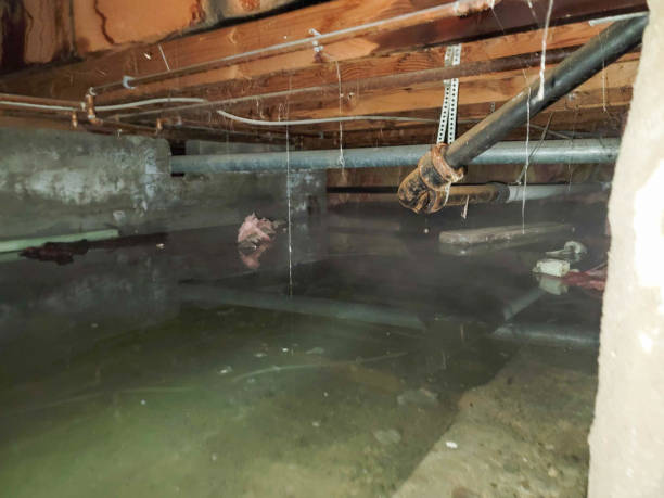 Best Carpet water damage restoration  in Monteagle, TN
