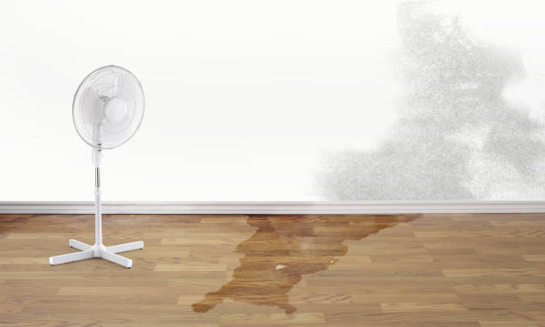 Best Mold removal after water damage  in Monteagle, TN
